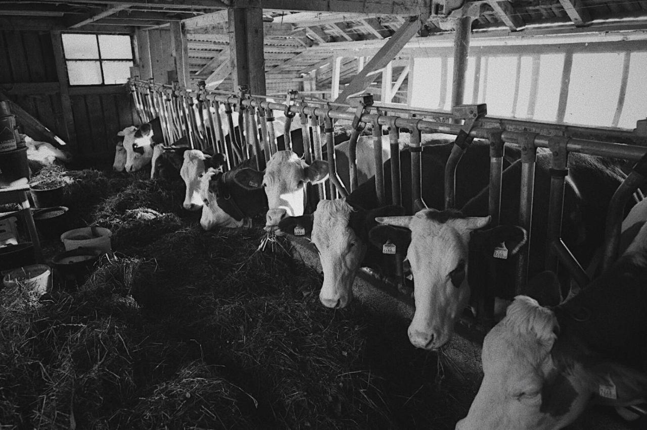 Bauernhof Schink Villa Zell am Moos Luaran gambar