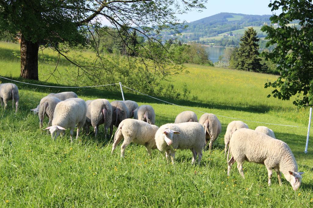 Bauernhof Schink Villa Zell am Moos Luaran gambar